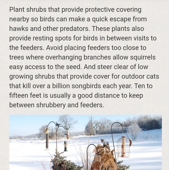 Save the Sparrows! - Picture 4 of 11